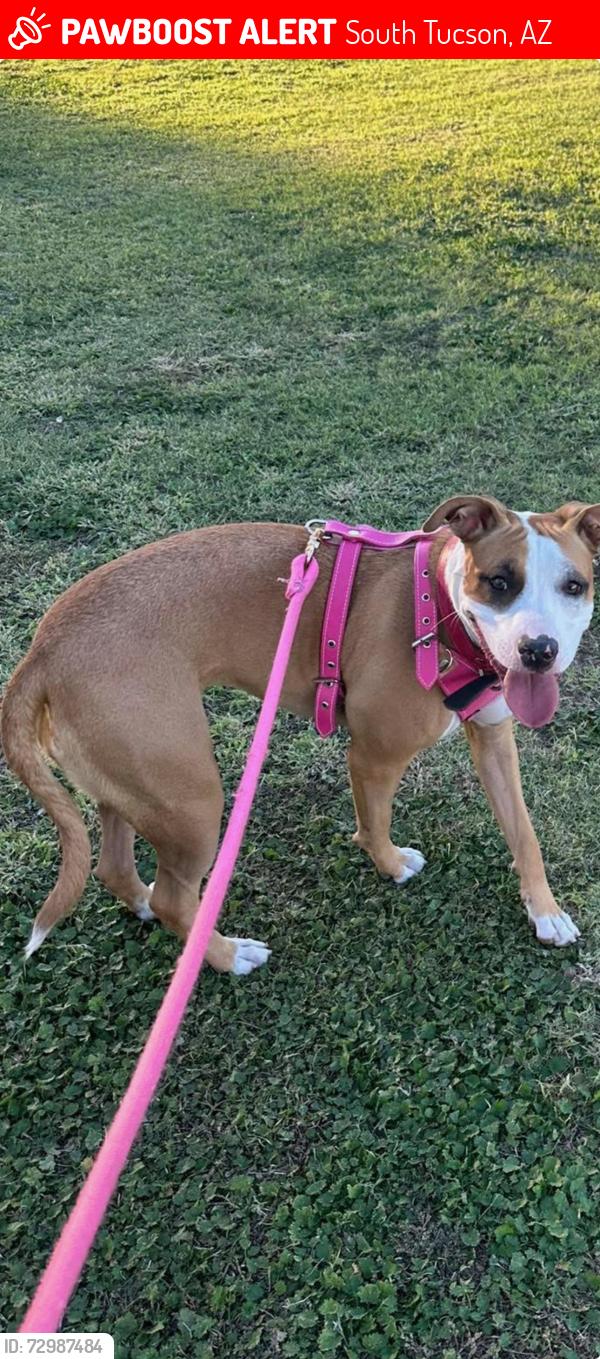Lost Female Dog last seen 31st and 4th ave, South Tucson, AZ 85713