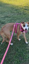 Lost Female Dog last seen 31st and 4th ave, South Tucson, AZ 85713