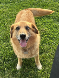 Lost Male Dog last seen Grant Cemetery on Welch Road in Soddy Daisy, TN, Soddy-Daisy, TN 37379