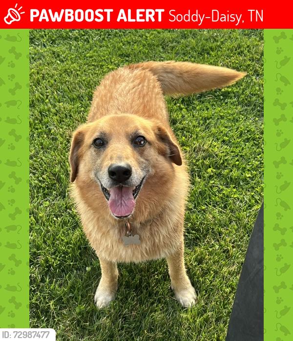 Lost Male Dog last seen Grant Cemetery on Welch Road in Soddy Daisy, TN, Soddy-Daisy, TN 37379