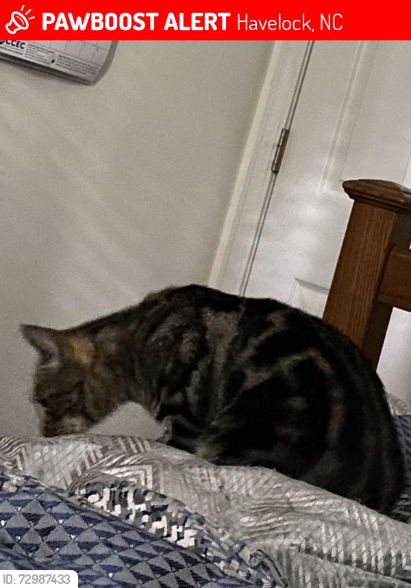 Lost Female Cat last seen Animal hosp , Havelock, NC 28532