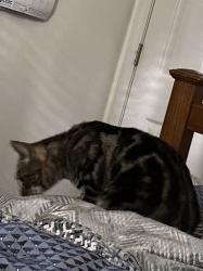 Lost Female Cat last seen Animal hosp, Havelock, NC 28532