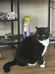 Lost Female Cat last seen Ingraham St and Reed Ave, San Diego, CA 92109