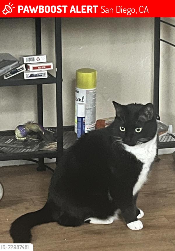 Lost Female Cat last seen Ingraham St and Reed Ave, San Diego, CA 92109