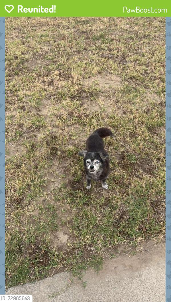 Reunited Female Dog last seen Crescent Ave and Western Ave, Buena Park, CA 90620