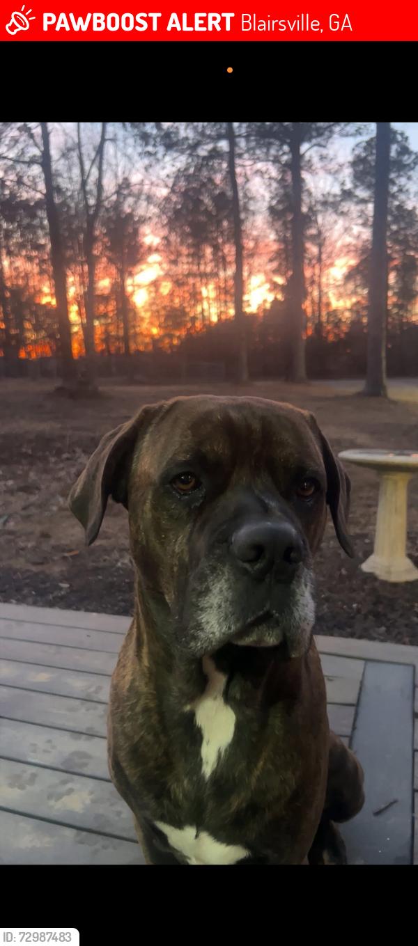 Lost Male Dog last seen Cedar bluff, Blairsville, GA 30512
