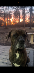 Lost Male Dog last seen Cedar bluff, Blairsville, GA 30512