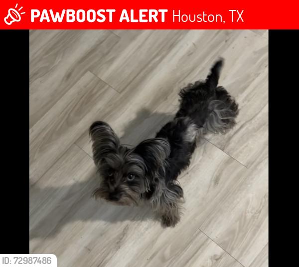 Lost Male Dog last seen Lucky Street and Banjo Street, Houston, TX 77088