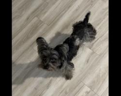 Lost Male Dog last seen Lucky Street and Banjo Street, Houston, TX 77088