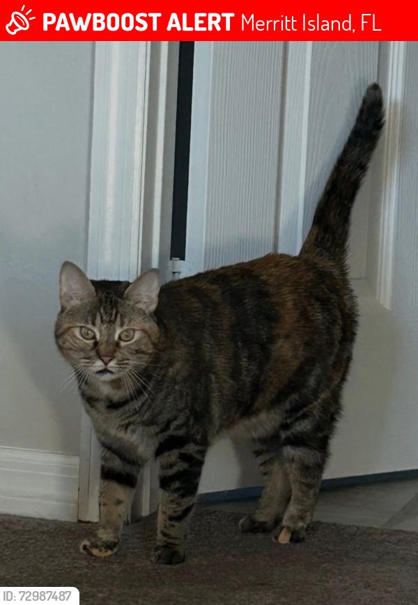 Lost Female Cat last seen E crisafulli, broad acres, bishop rd, Merritt Island, FL 32953