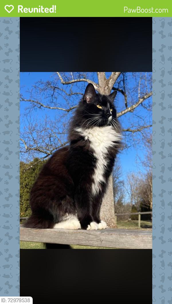 Reunited Male Cat last seen Royal Pines , Asheville, NC 28704