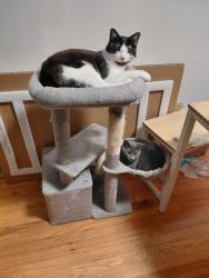 Lost Male Cat last seen Amber Red Run apmts , Royal Oak, MI 48073