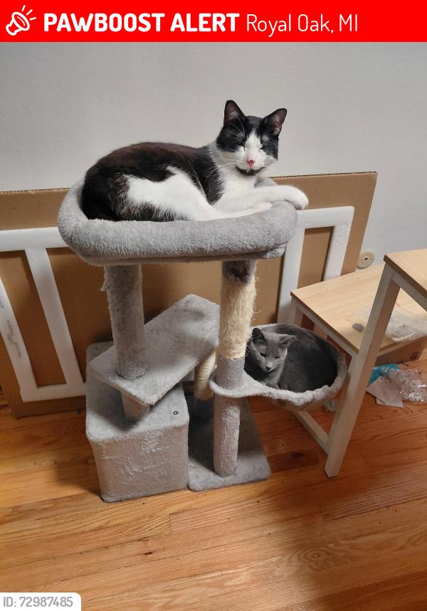 Lost Male Cat last seen Amber Red Run apmts , Royal Oak, MI 48073
