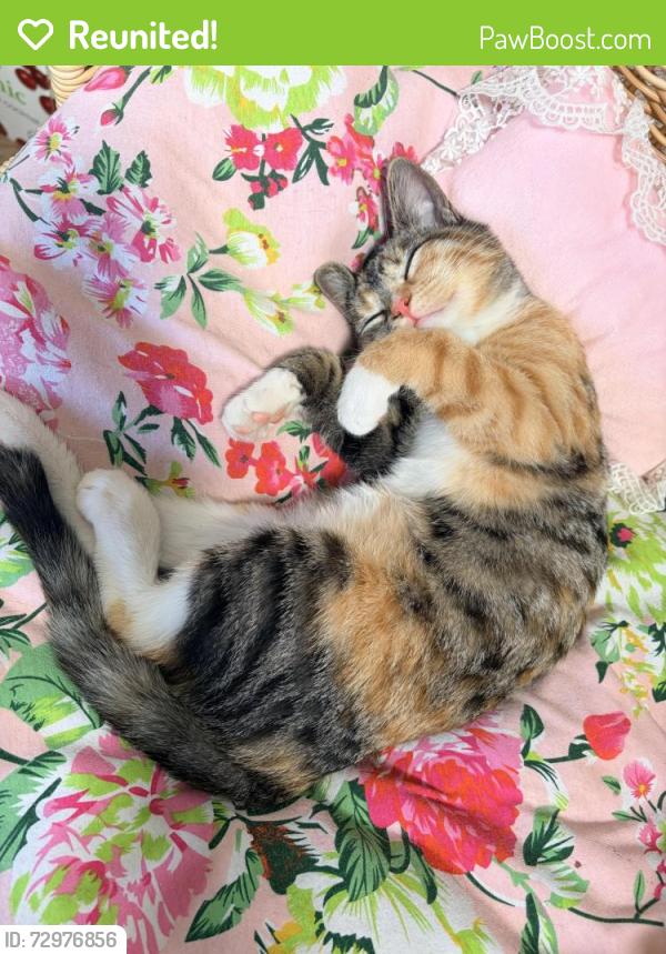 Reunited Female Cat last seen Cliff and Delores , Santa Barbara, CA 93109