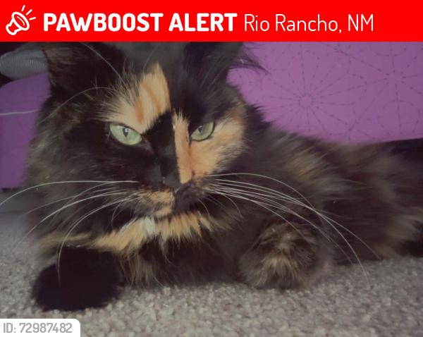 Lost Female Cat last seen Puffy Tail. Will meow if her owner isn’t near, Rio Rancho, NM 87124