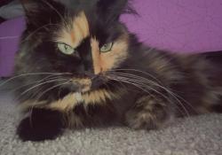 Lost Female Cat last seen Puffy Tail. Will meow if her owner isn’t near, Rio Rancho, NM 87124