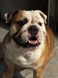 Reunited Male Dog last seen Southern McClintock , Tempe, AZ 85282