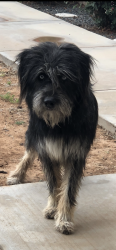 Found/Stray Male Dog last seen Shanks at Todd Road, Midland, TX 79705