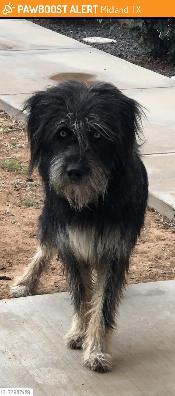 Found/Stray Male Dog last seen Shanks at Todd Road, Midland, TX 79705