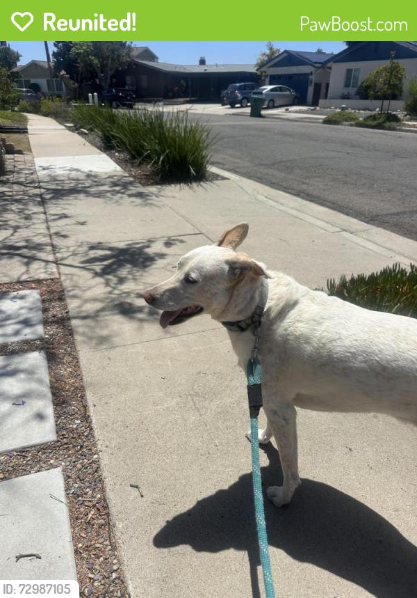 Reunited Male Dog last seen Tacoma , San Diego, CA 92117