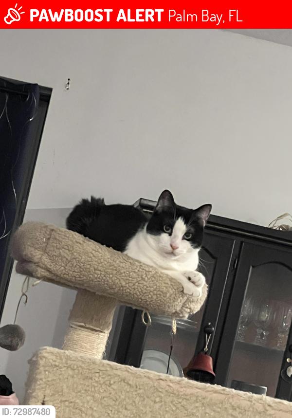 Lost Male Cat last seen Nearest streets are kingman ave, reading st, and Flagler rd, Palm Bay, FL 32909