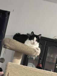 Lost Male Cat last seen Gainesville rd & Reading st SE, Palm Bay, FL 32909