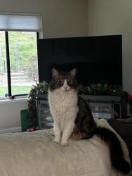 Lost Male Cat last seen Arabella way , Sacramento, CA 95831