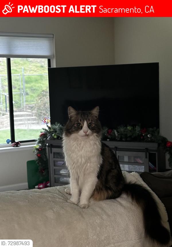 Lost Male Cat last seen Arabella way , Sacramento, CA 95831