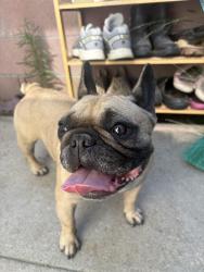 Reunited Female Dog last seen Anaheim St and Figueroa St, Los Angeles, CA 90744