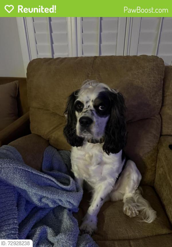 Reunited Male Dog last seen near roger’s and sugar road , Edinburg, TX 78539