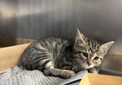Shelter Stray Male Cat last seen Near Bedford Park Blvd. Apt. 4J, BRONX, NY, 10458, 326 E 110th St, New York, NY 10029, USA