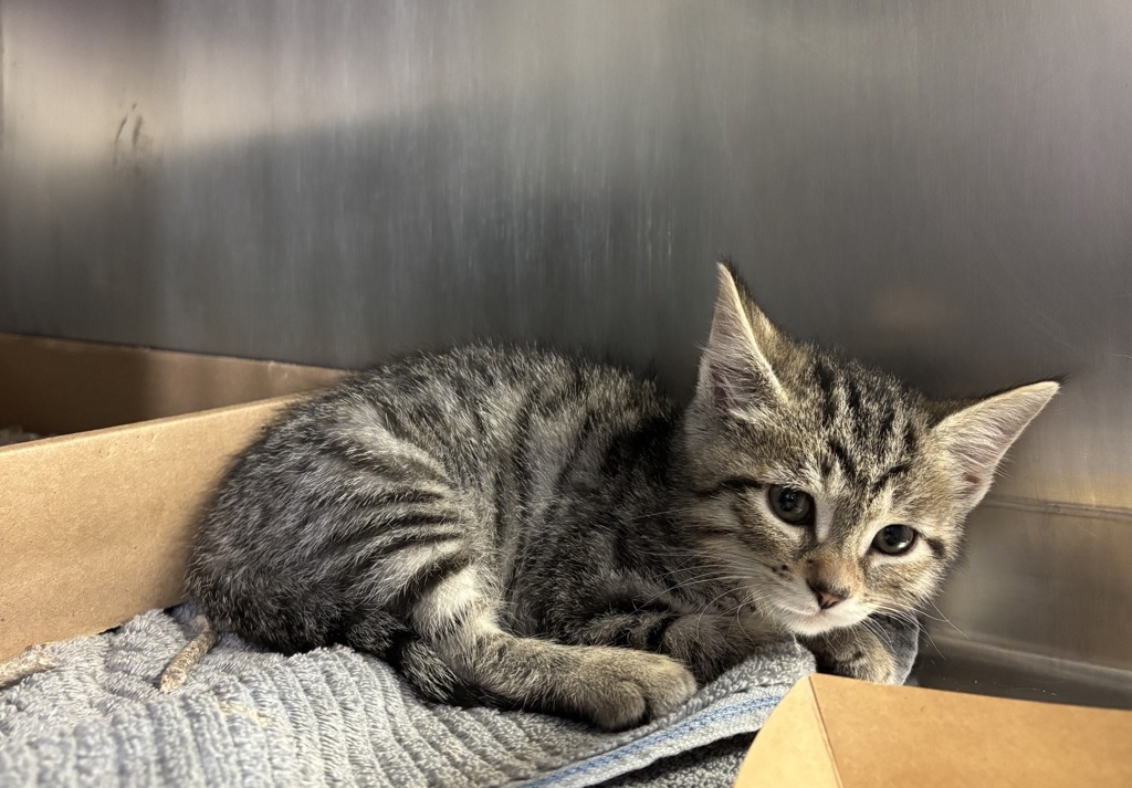 Shelter Stray Male Cat last seen Near Bedford Park Blvd. Apt. 4J, BRONX, NY, 10458, 326 E 110th St, New York, NY 10029, USA