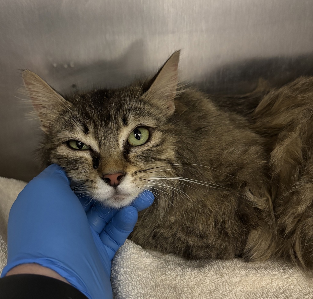 Shelter Stray Female Cat last seen Kitsap Way, Bremerton, WA, 98312, 9167 Dickey Rd NW, Silverdale, WA 98383, USA