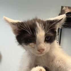Shelter Stray Male Cat last seen Near Coronado Avenue, San Diego, CA, 92154, 5500 Gaines St, San Diego, CA 92110, USA