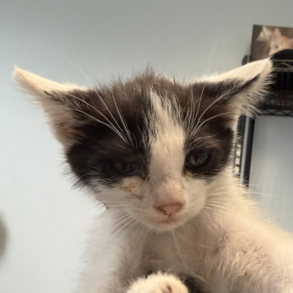 Shelter Stray Male Cat last seen Near Coronado Avenue, San Diego, CA, 92154, 5500 Gaines St, San Diego, CA 92110, USA
