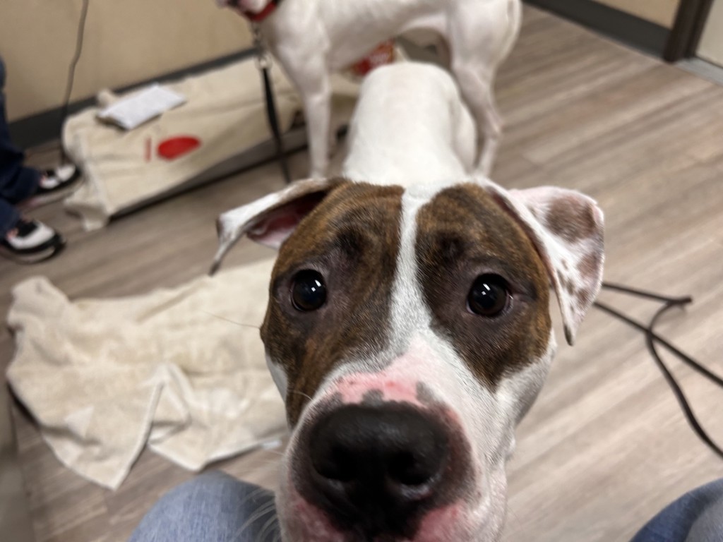 Shelter Stray Male Dog last seen Near Harbor Drive, Oceanside, CA, 92054, Oceanside, CA 92058, USA