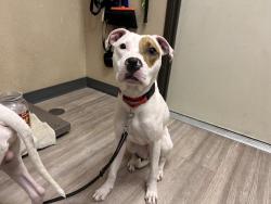 Shelter Stray Female Dog last seen Near Harbor Drive, Oceanside, CA, 92054, Oceanside, CA 92058, USA