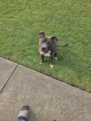Found/Stray Male Dog last seen Bragg blvd., Fayetteville, NC 28303