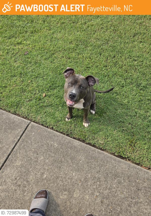 Found/Stray Male Dog last seen Bragg blvd., Fayetteville, NC 28303