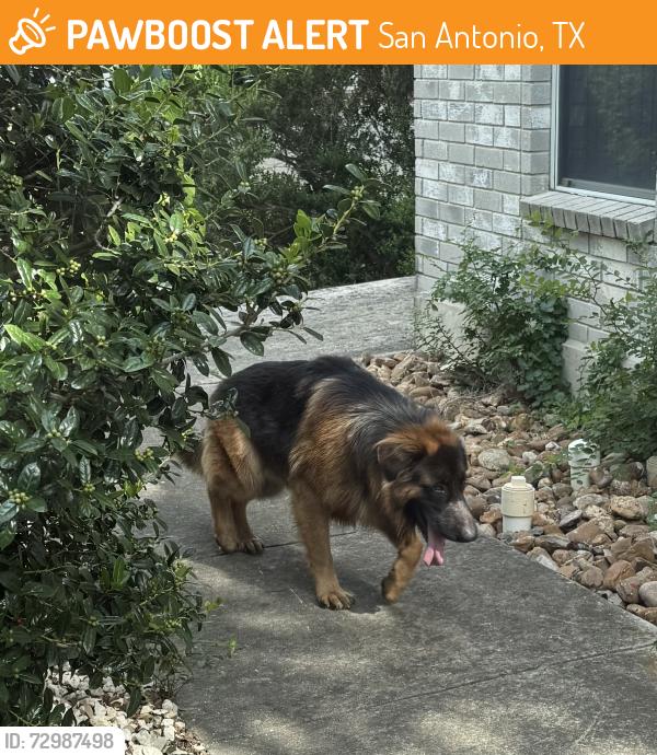 Found/Stray Unknown Dog last seen Near sapphire rim dr, San Antonio, TX 78232