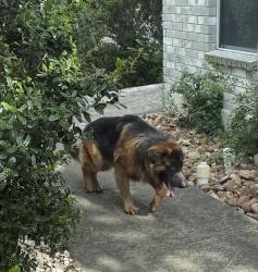 Found/Stray Unknown Dog last seen Near sapphire rim dr, San Antonio, TX 78232