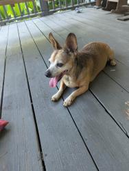 Reunited Unknown Dog last seen The Derby, Bartow County, GA 30161