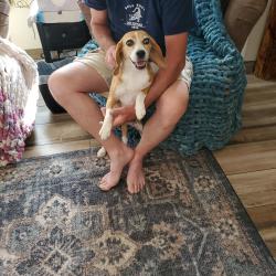 Found/Stray Female Dog last seen Treasure and Ivory, Rio Rancho, NM 87124