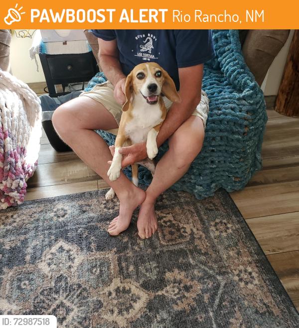 Found/Stray Female Dog last seen Treasure and Ivory, Rio Rancho, NM 87124