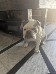 Reunited Male Dog last seen 65th and Wells Springs St, Eastvale, CA 91752