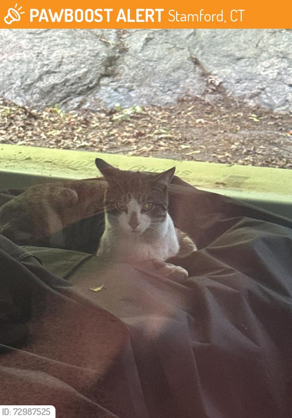 Found/Stray Unknown Cat last seen Highview Avenue up from the Napa Autoparts , Stamford, CT 06907