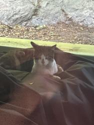 Found/Stray Unknown Cat last seen Highview Avenue up from the Napa Autoparts , Stamford, CT 06907