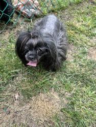 Reunited Unknown Dog last seen My yard , Cokeburg, PA 15324