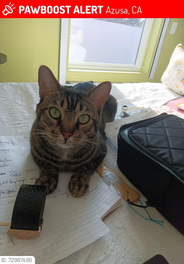 Lost Male Cat last seen Slauson Park, Fifth and Pasadena, Azusa, CA 91702