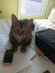 Lost Male Cat last seen Slauson Park, Fifth and Pasadena, Azusa, CA 91702